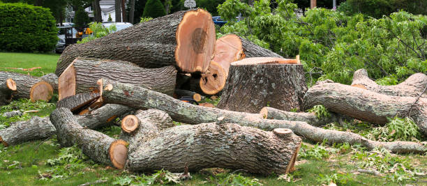 How Our Tree Care Process Works  in  Crownpoint, NM