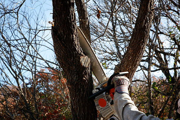 Crownpoint, NM Tree Care Company