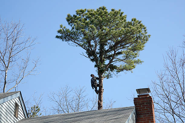 Best Hazardous Tree Removal  in Crownpoint, NM